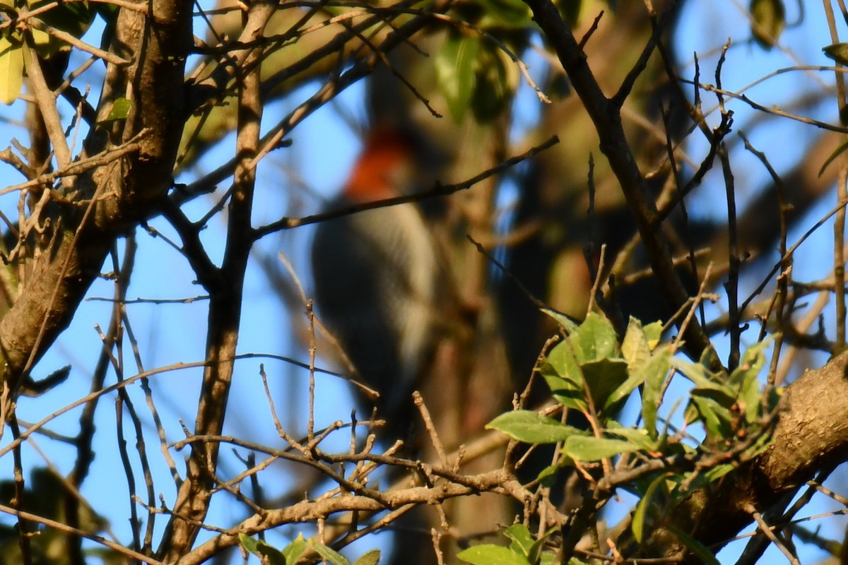 Red-bellied Woodpecker - ML646301767