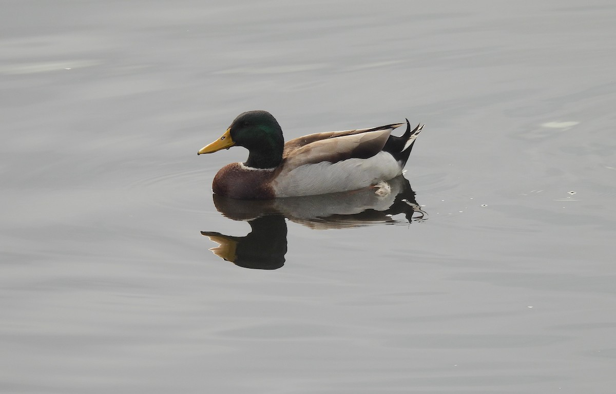 Mallard - ML646301768