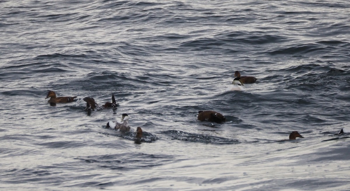 Common Eider - ML646301771