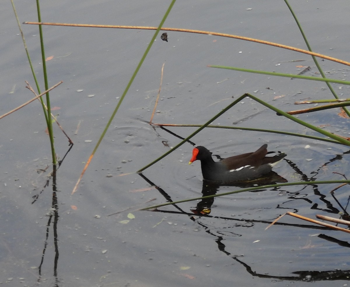 Common Gallinule - ML646301772