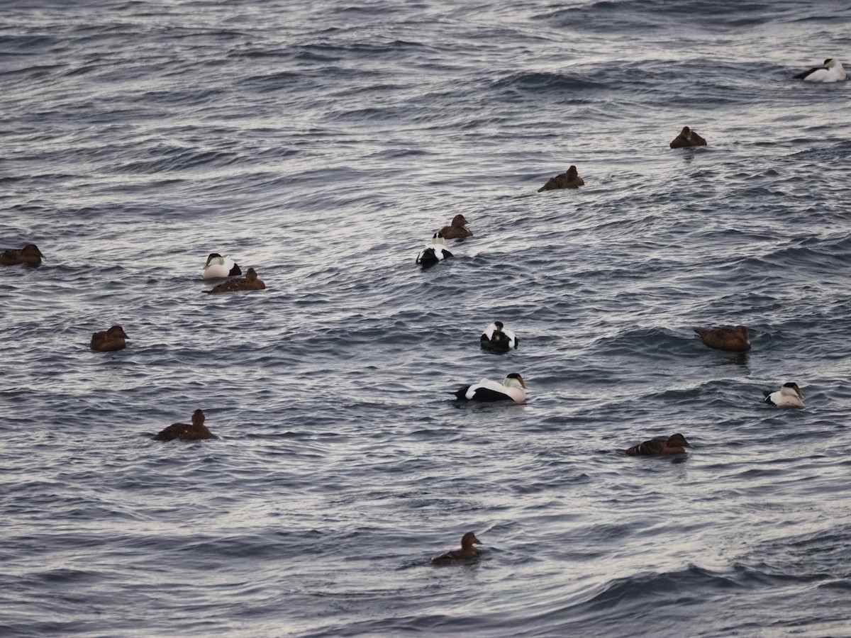 Common Eider - ML646301773