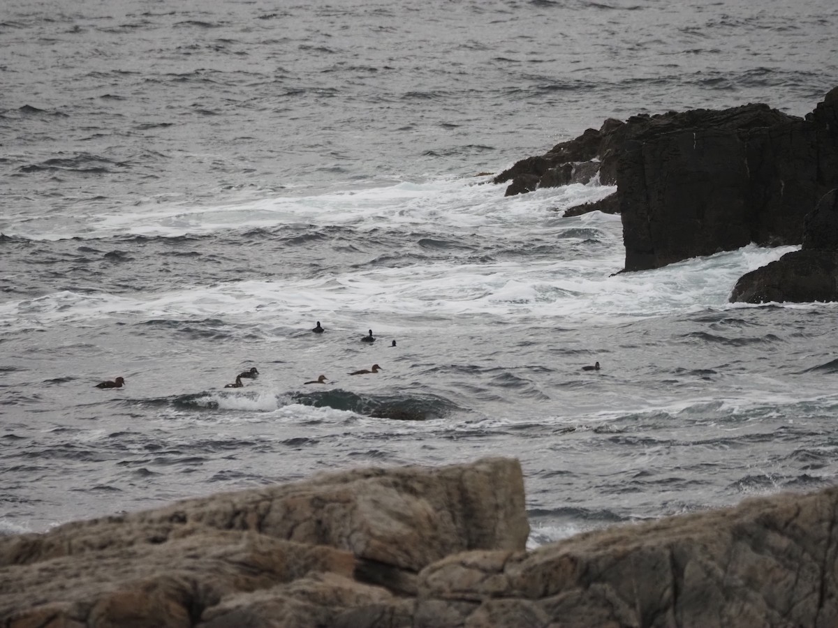 Common Eider - ML646301775