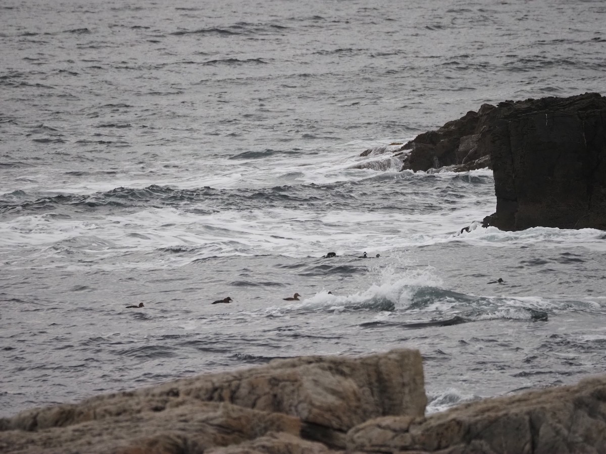 Common Eider - ML646301776