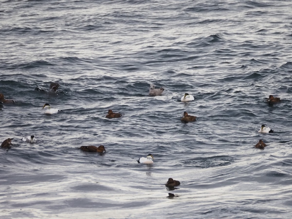 Common Eider - ML646301778