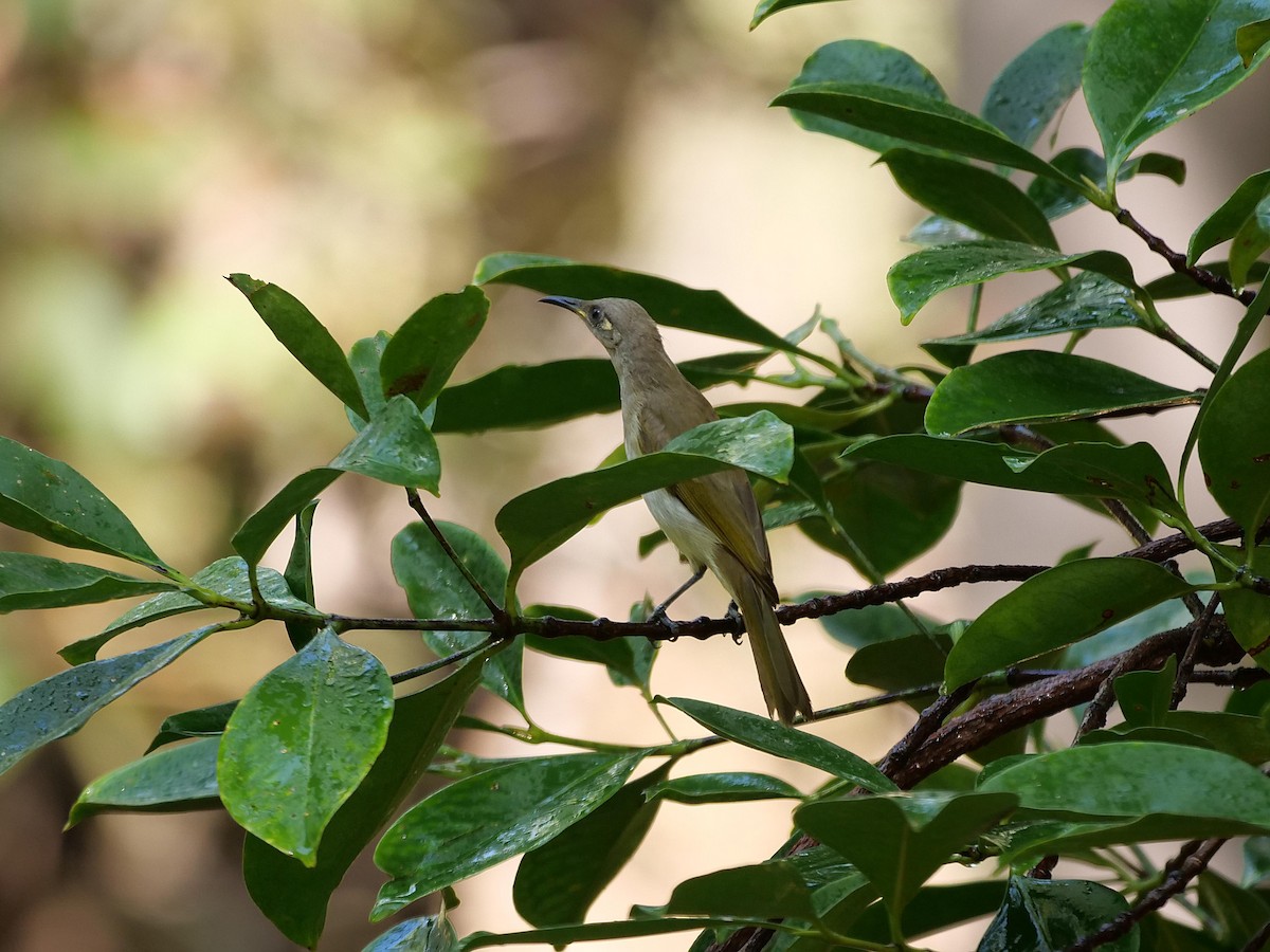 Brown Honeyeater - ML646301781