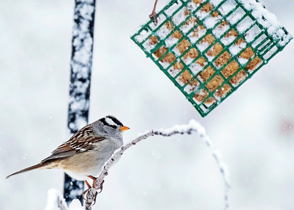 White-crowned Sparrow - ML646301782