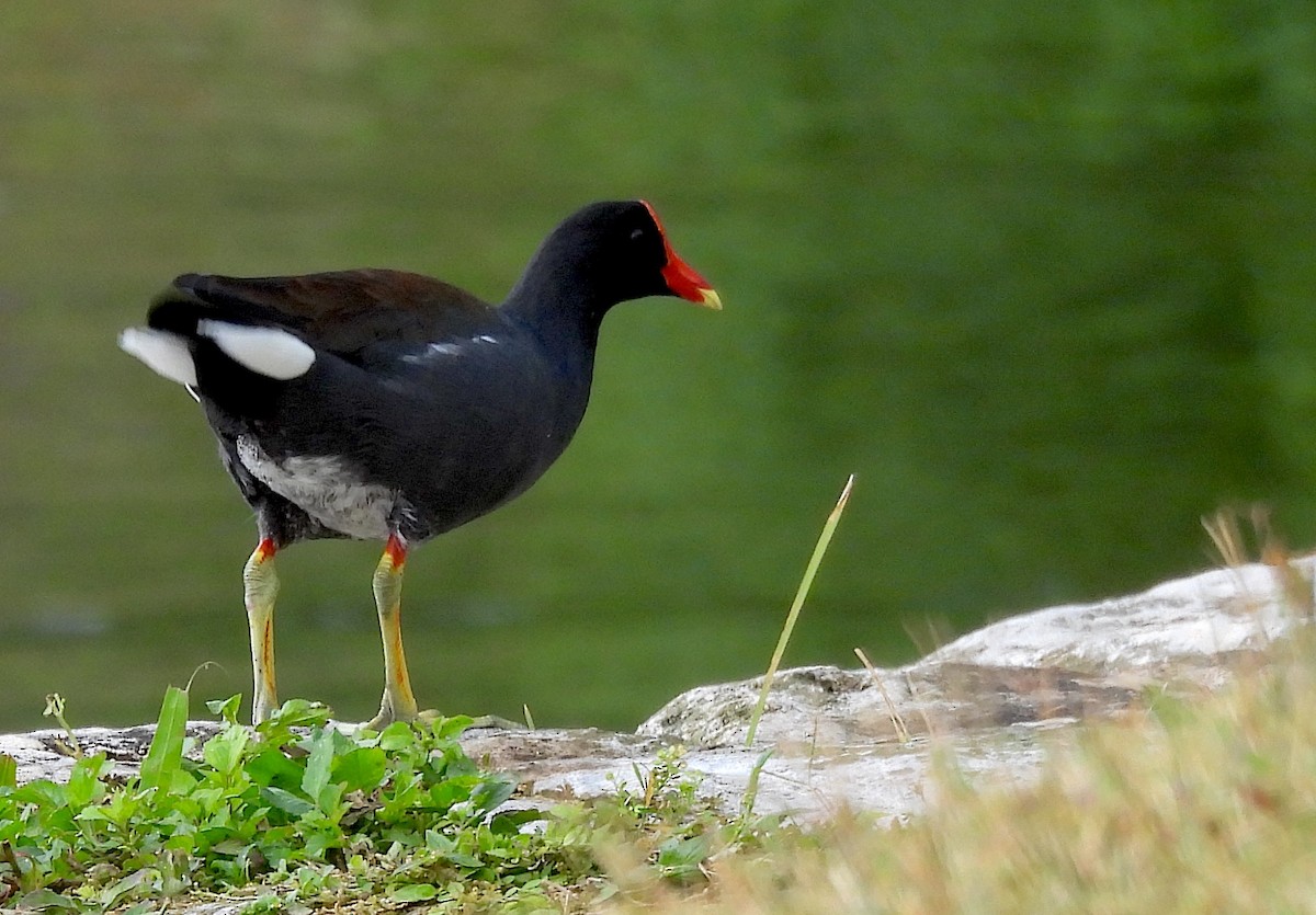 Common Gallinule - ML646301783