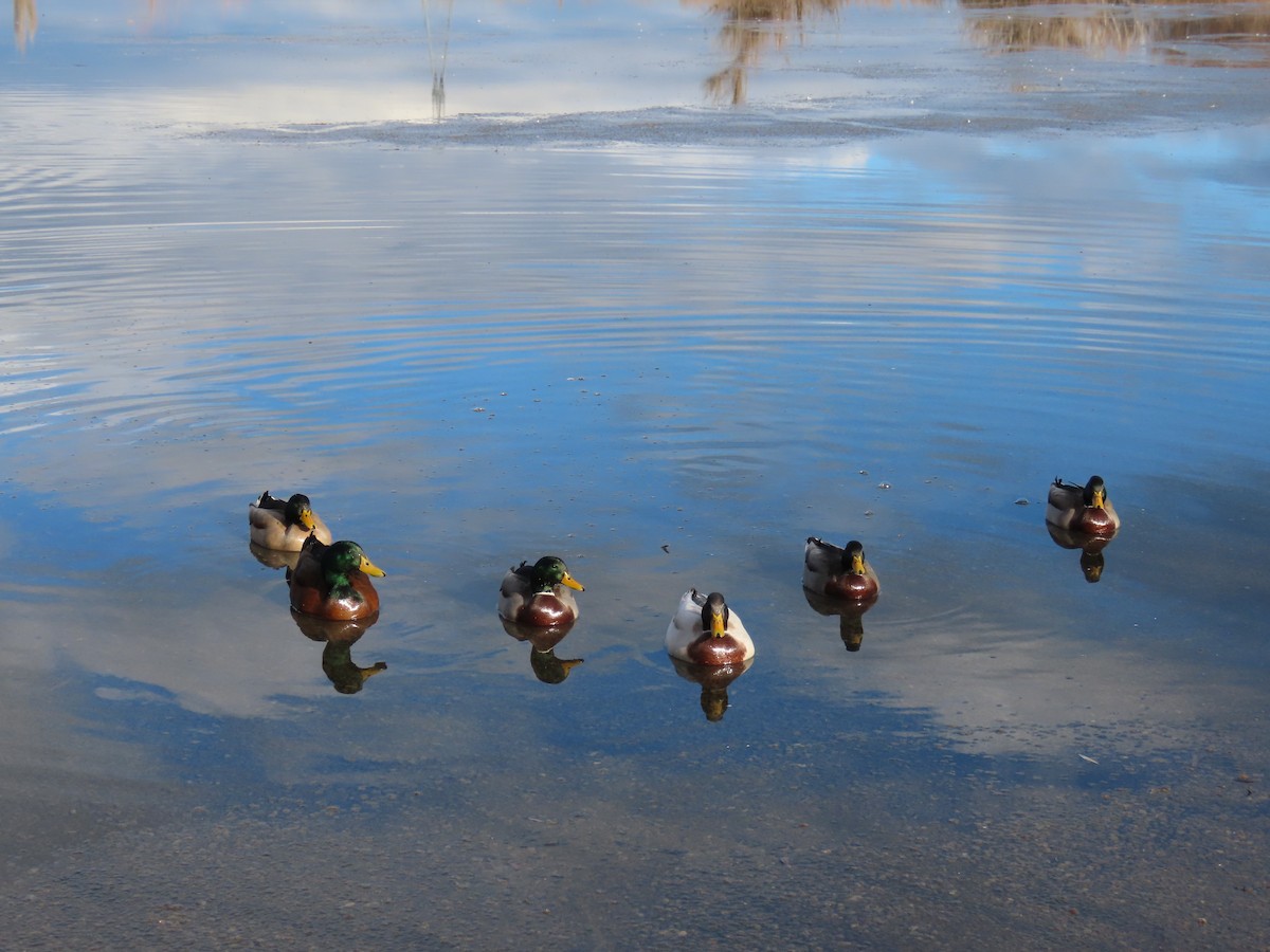 Mallard - ML646301785