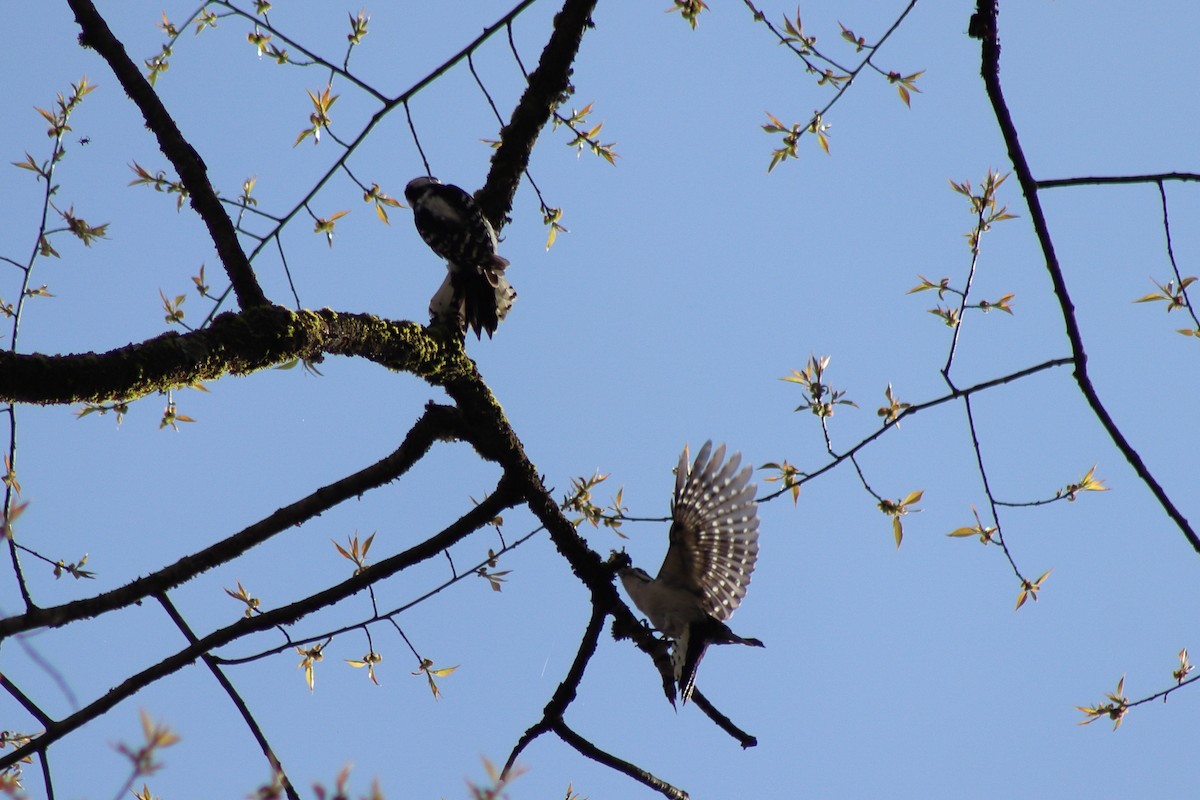 Downy Woodpecker - ML646301786
