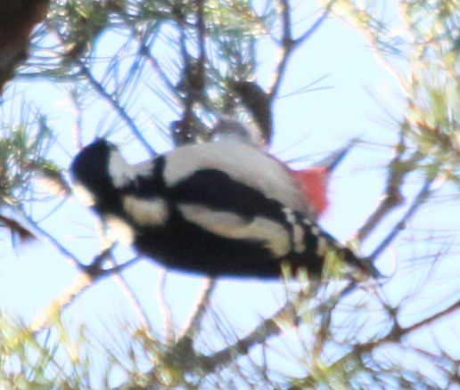 Great Spotted Woodpecker - ML646301788