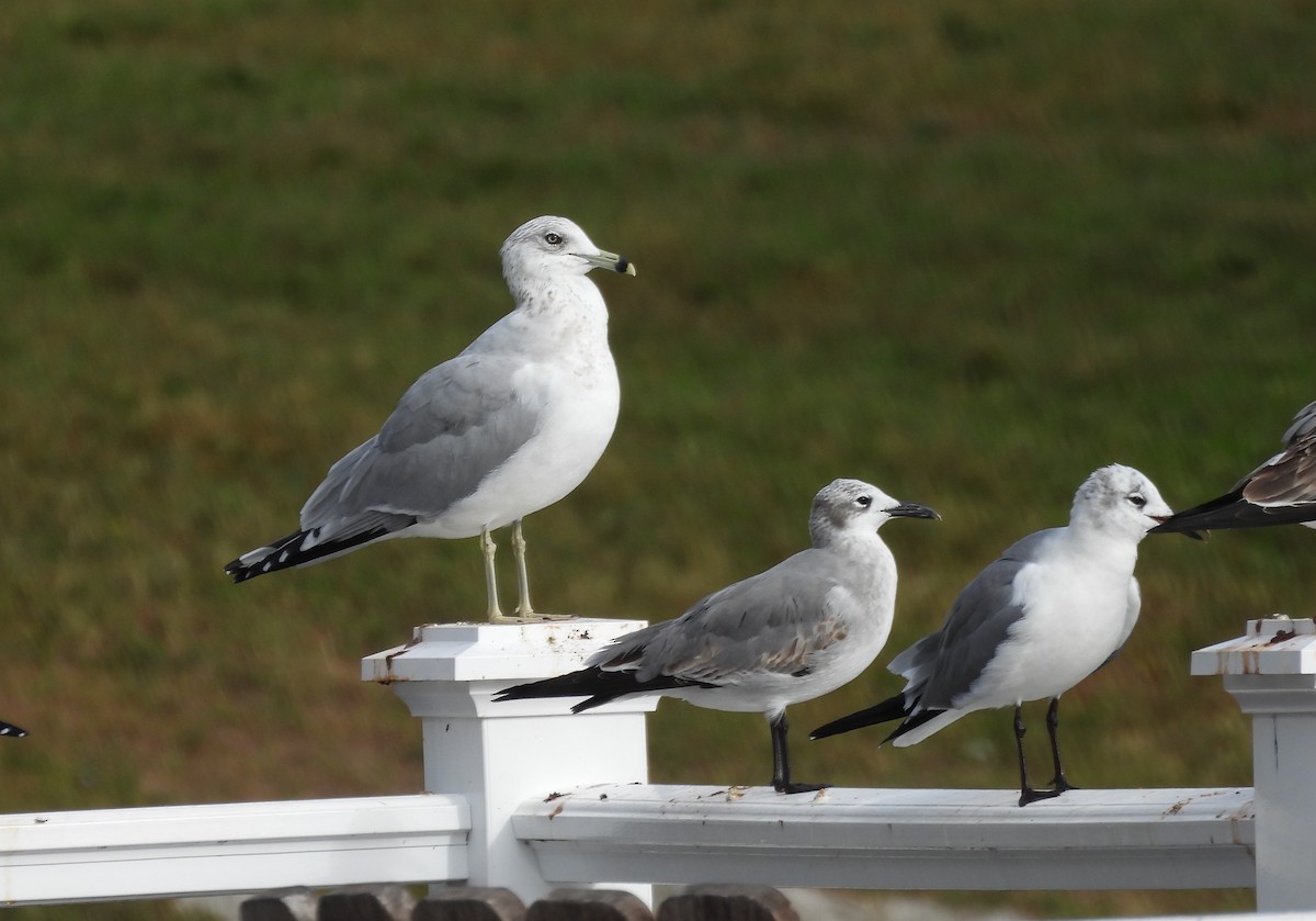 Ring-billed Gull - ML646301789