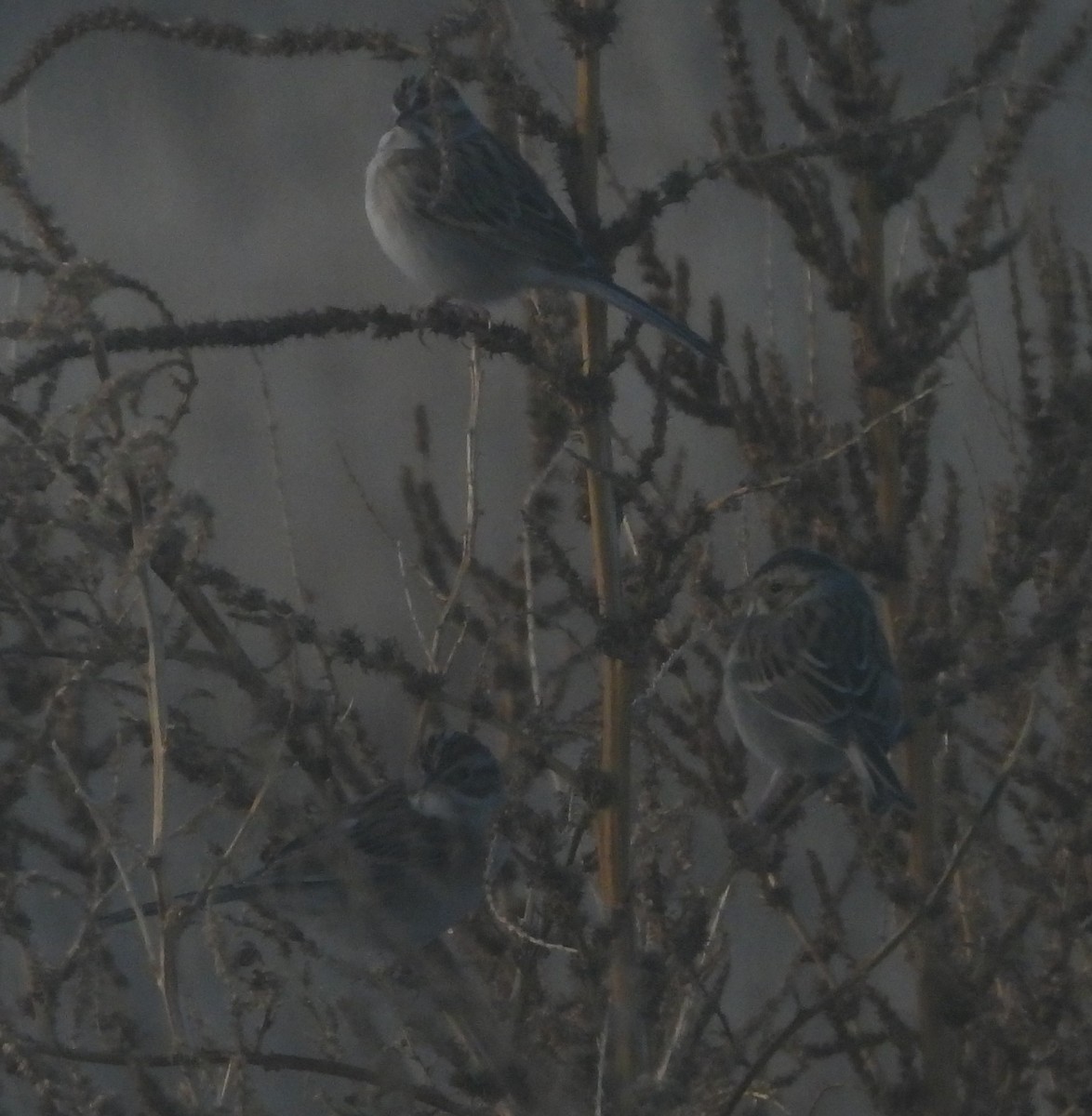 Clay-colored Sparrow - ML646301793