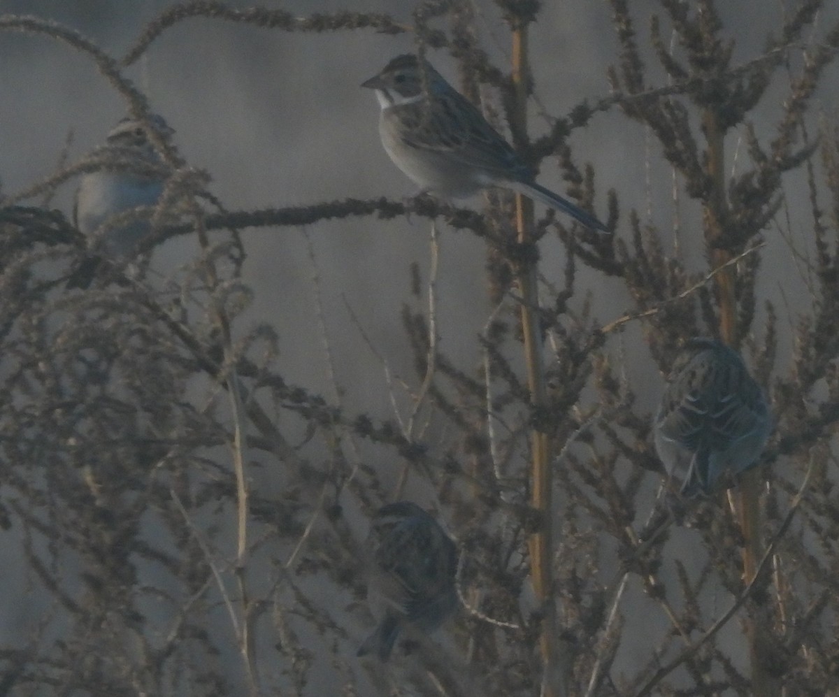 Clay-colored Sparrow - ML646301794