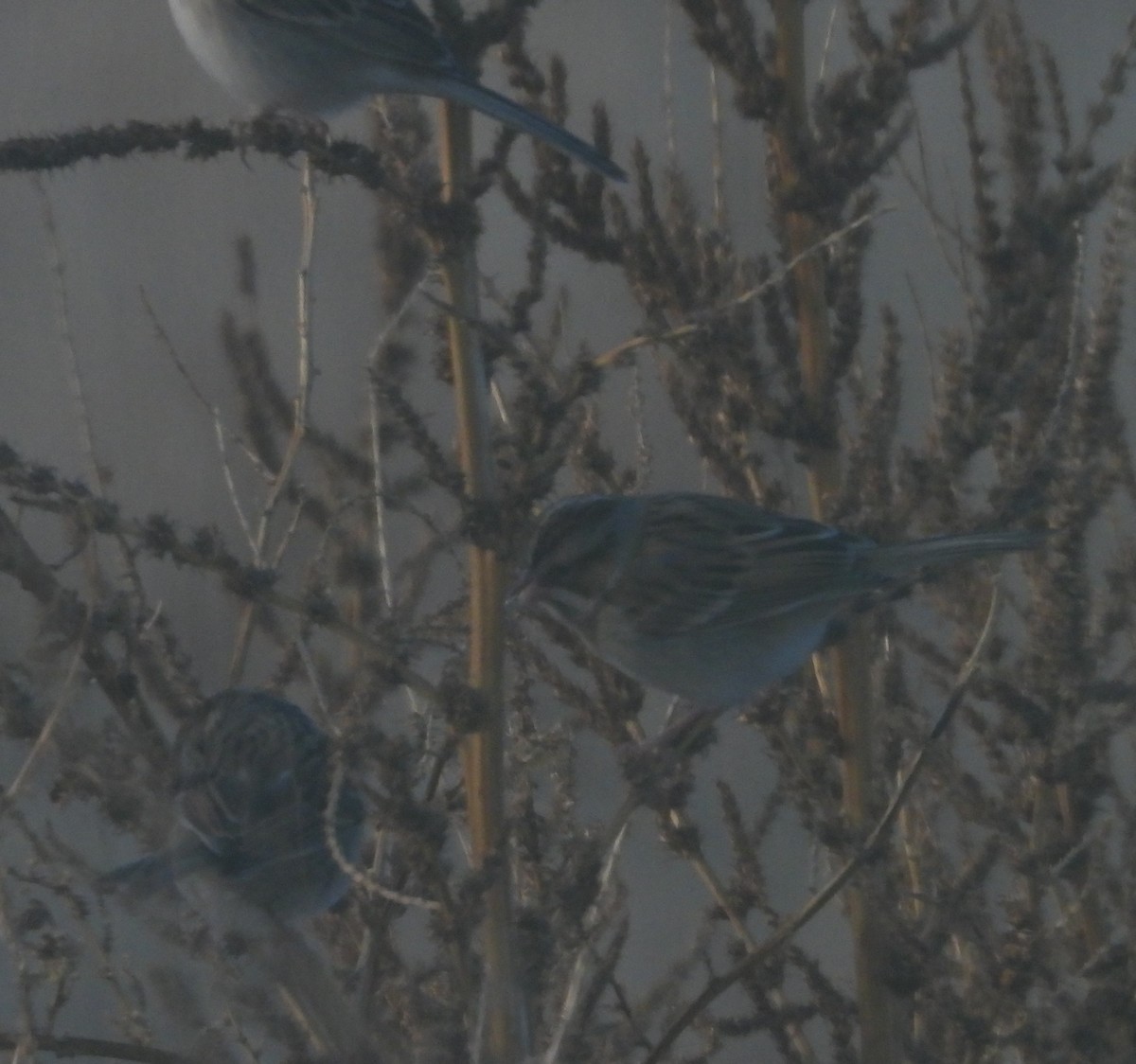 Clay-colored Sparrow - ML646301795