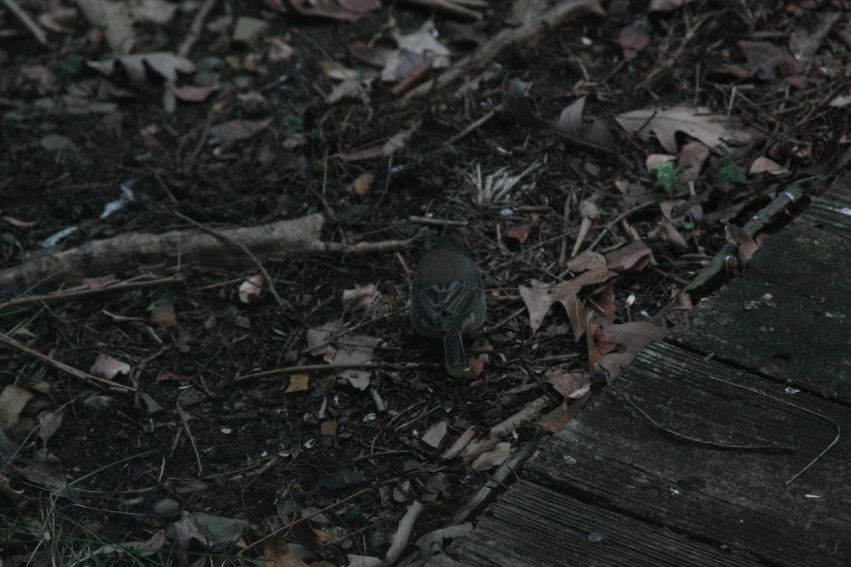 ユキヒメドリ - ML646301796