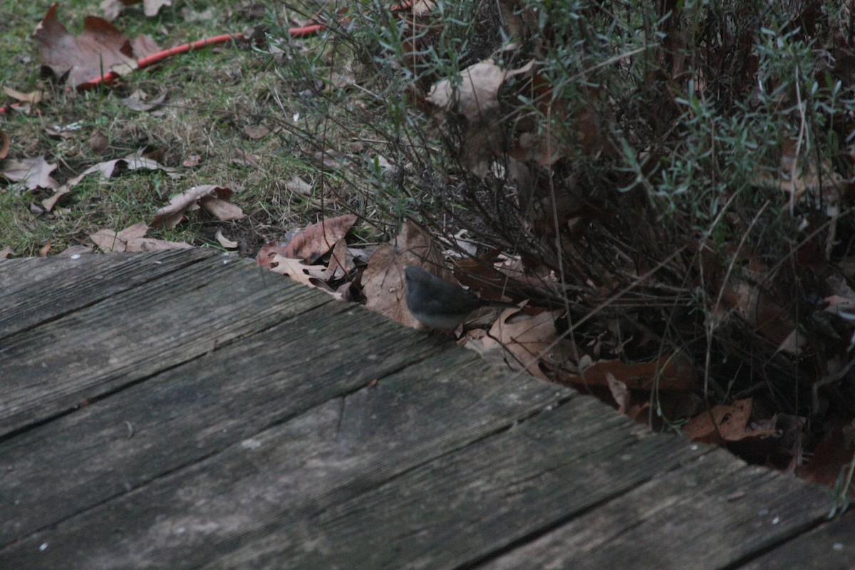 ユキヒメドリ - ML646301797