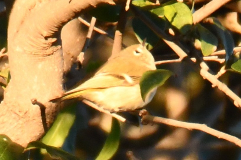 Ruby-crowned Kinglet - ML646301798