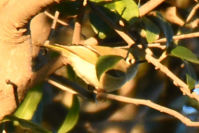 Ruby-crowned Kinglet - ML646301799