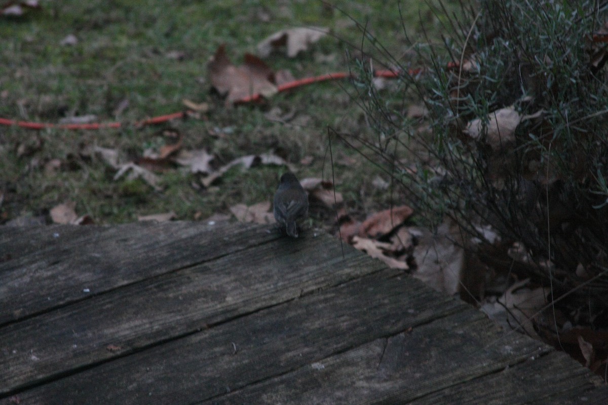 ユキヒメドリ - ML646301800