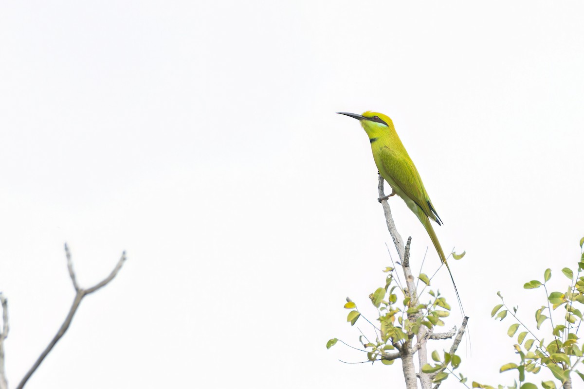 African Green Bee-eater - ML646301801