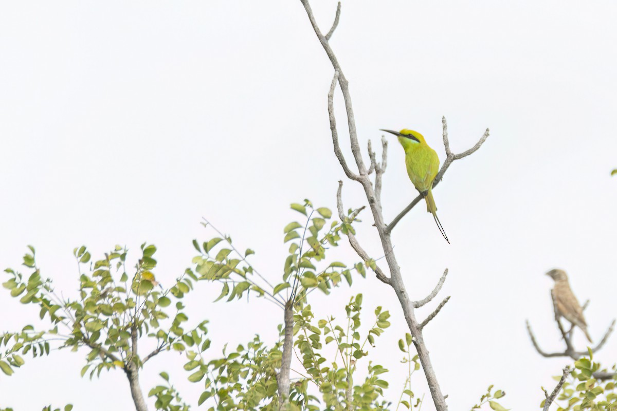 African Green Bee-eater - ML646301802