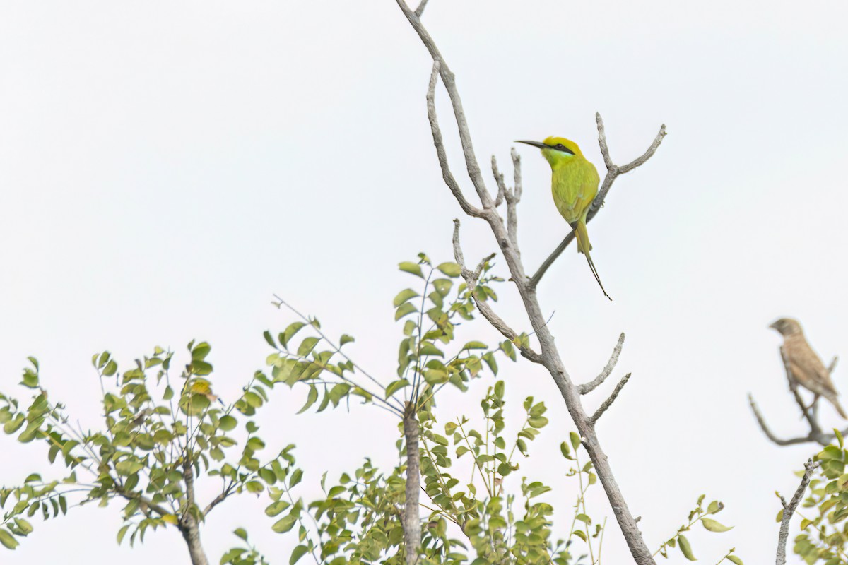 African Green Bee-eater - ML646301803