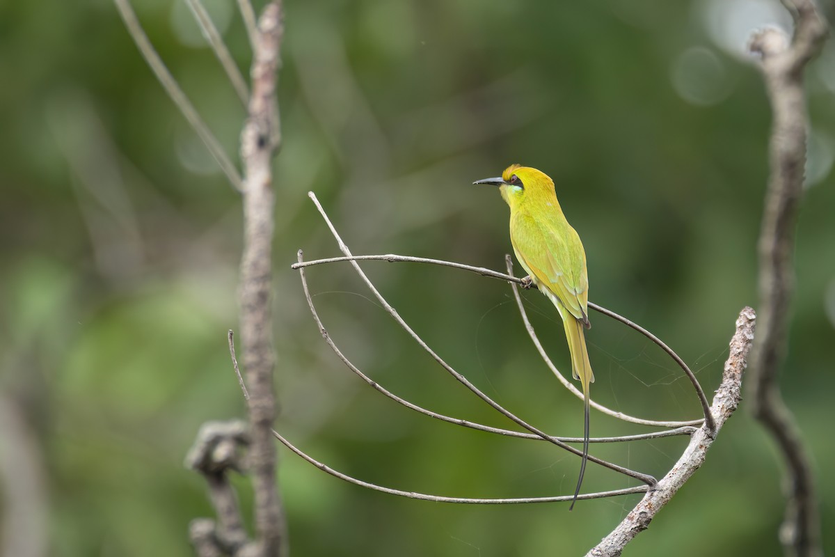African Green Bee-eater - ML646301804