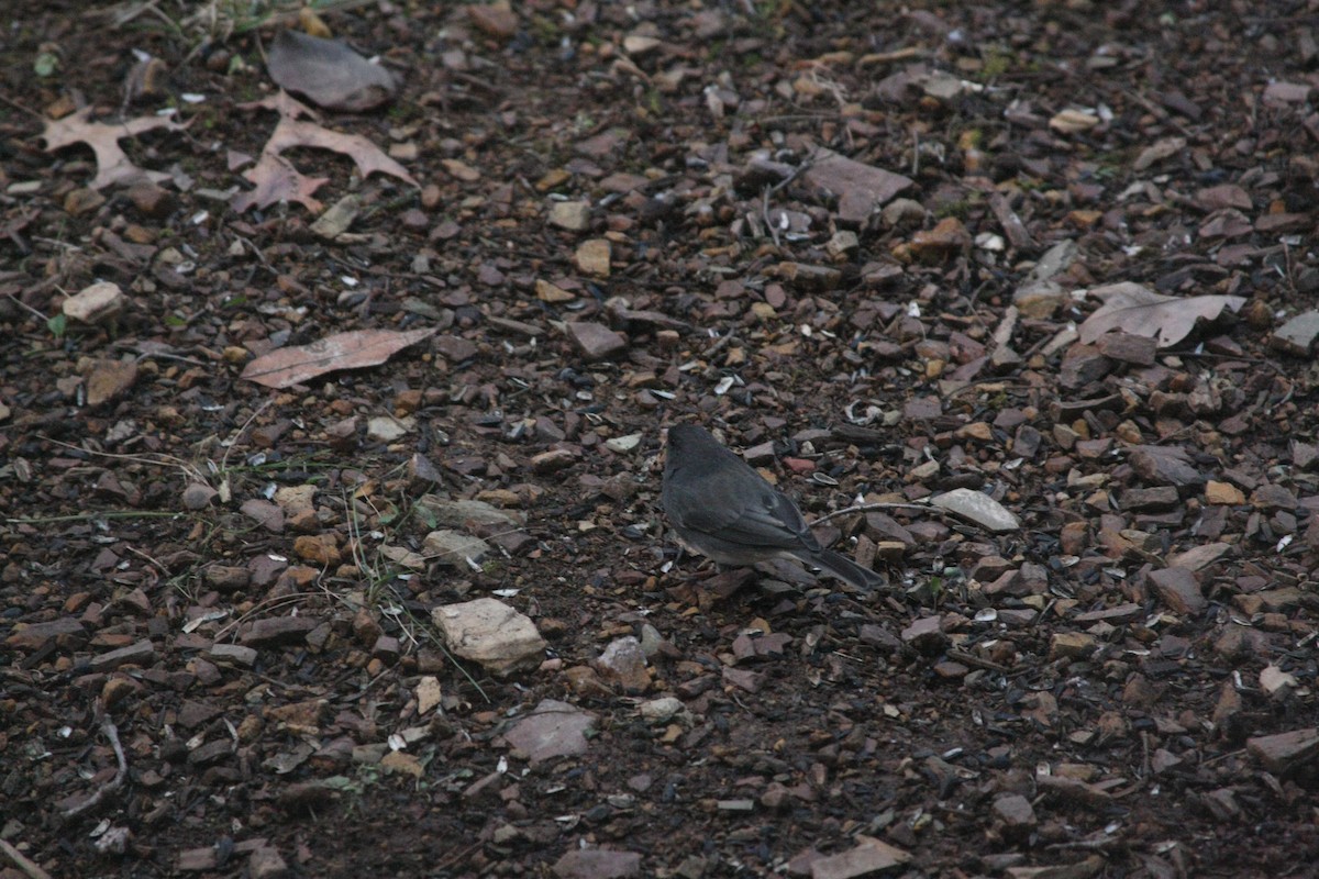 ユキヒメドリ - ML646301805