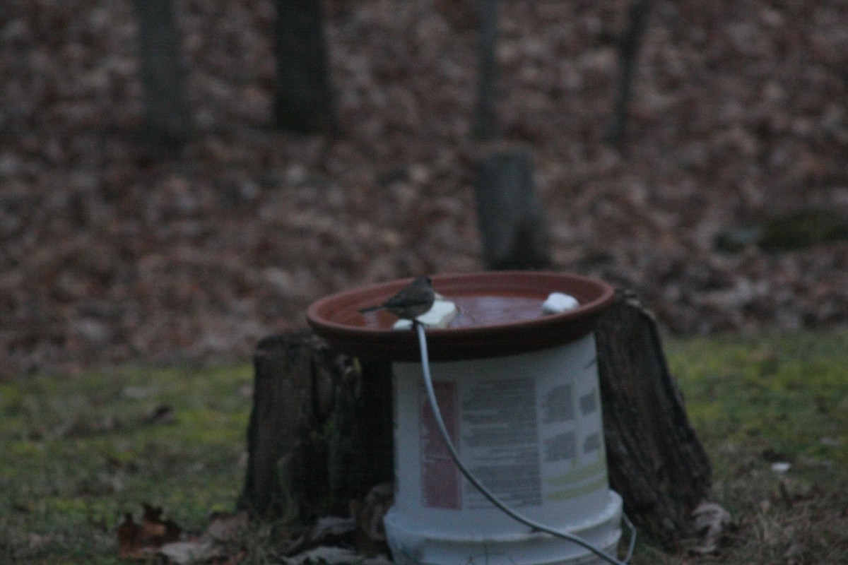 ユキヒメドリ - ML646301806