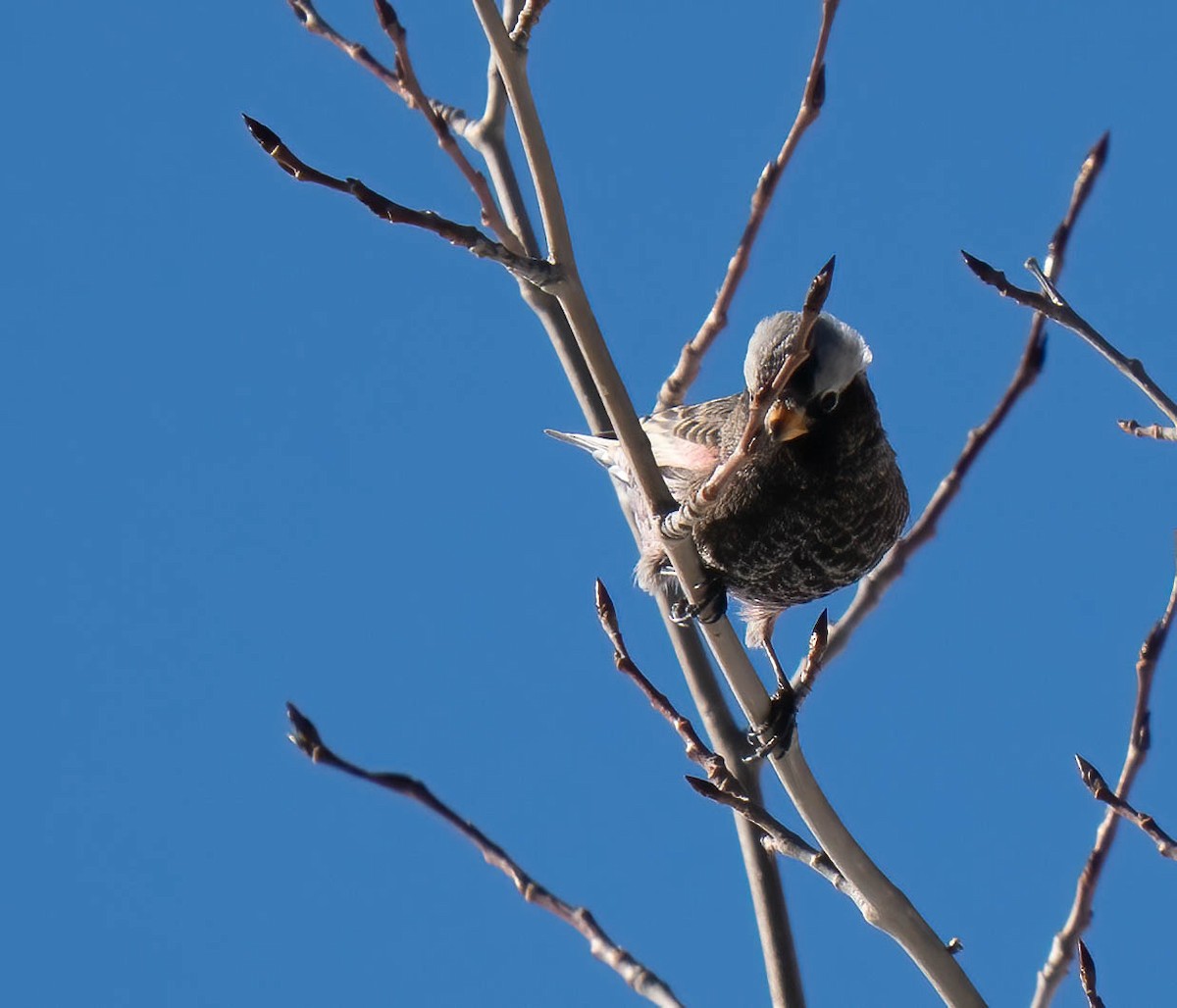 Black Rosy-Finch - ML646301807