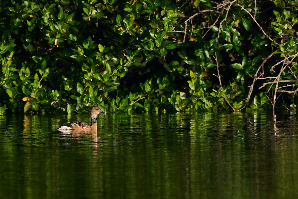 Fulvous Whistling-Duck - ML646301808