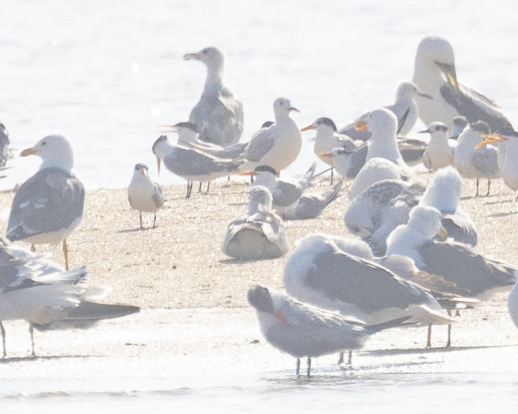 Lesser Crested Tern - ML646301833