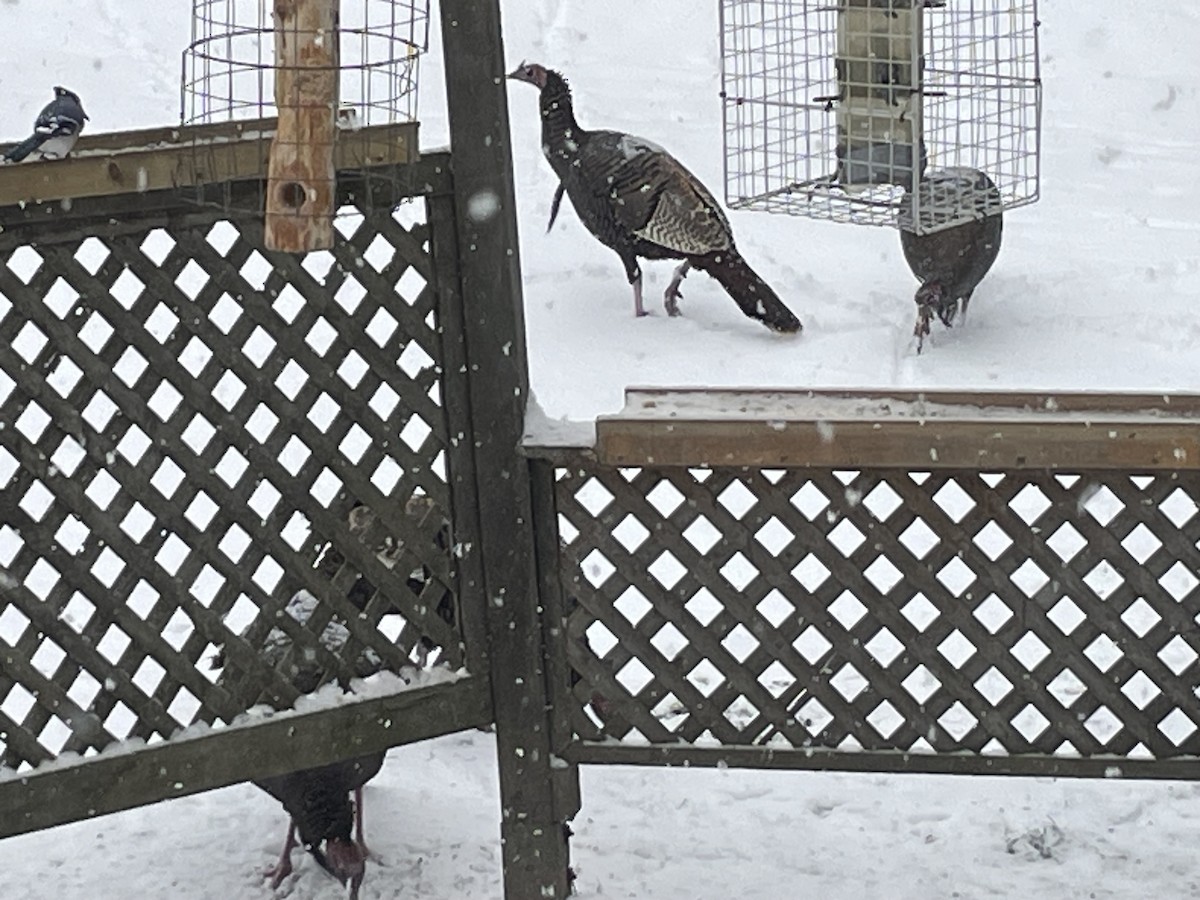 Wild Turkey - ML646301834