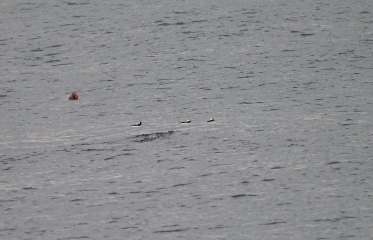 Bufflehead - ML646301835