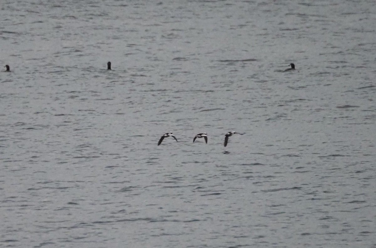 Bufflehead - ML646301836