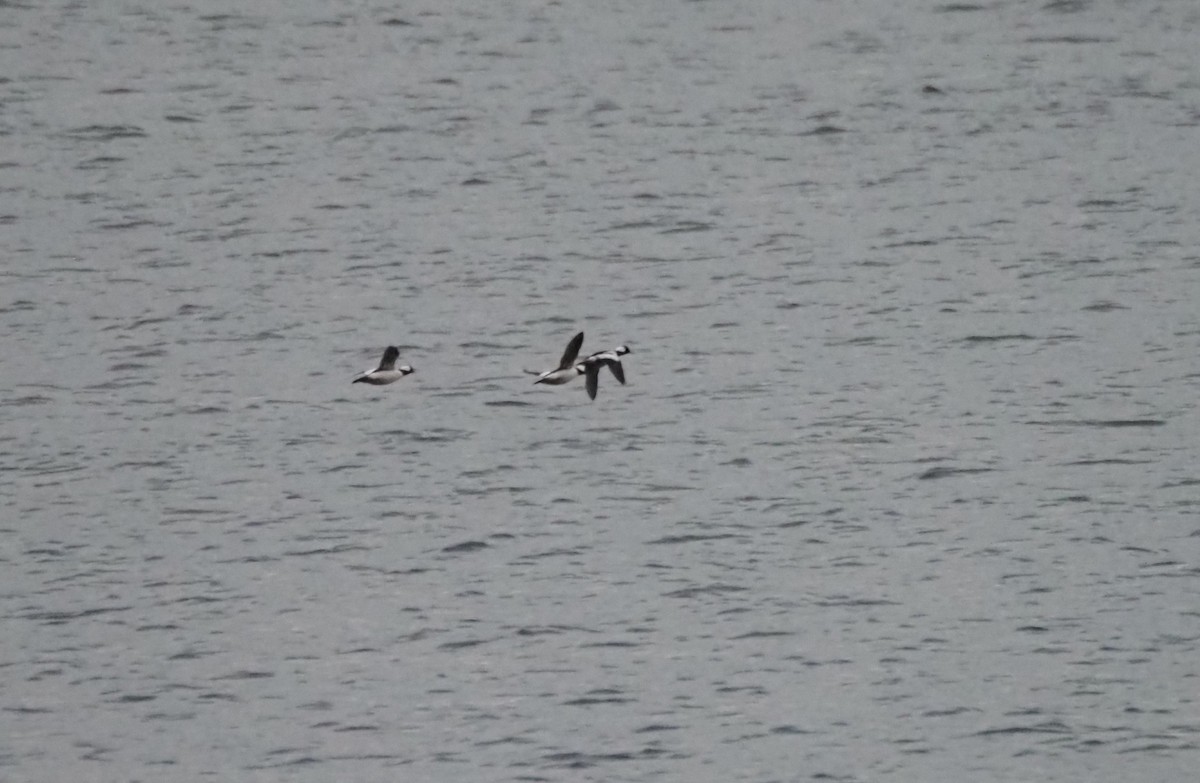 Bufflehead - ML646301837