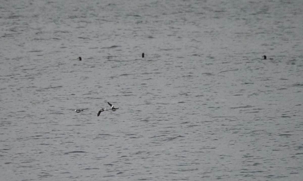 Bufflehead - ML646301838