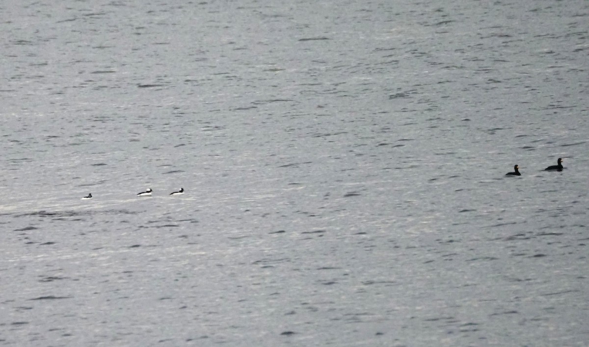 Bufflehead - ML646301839