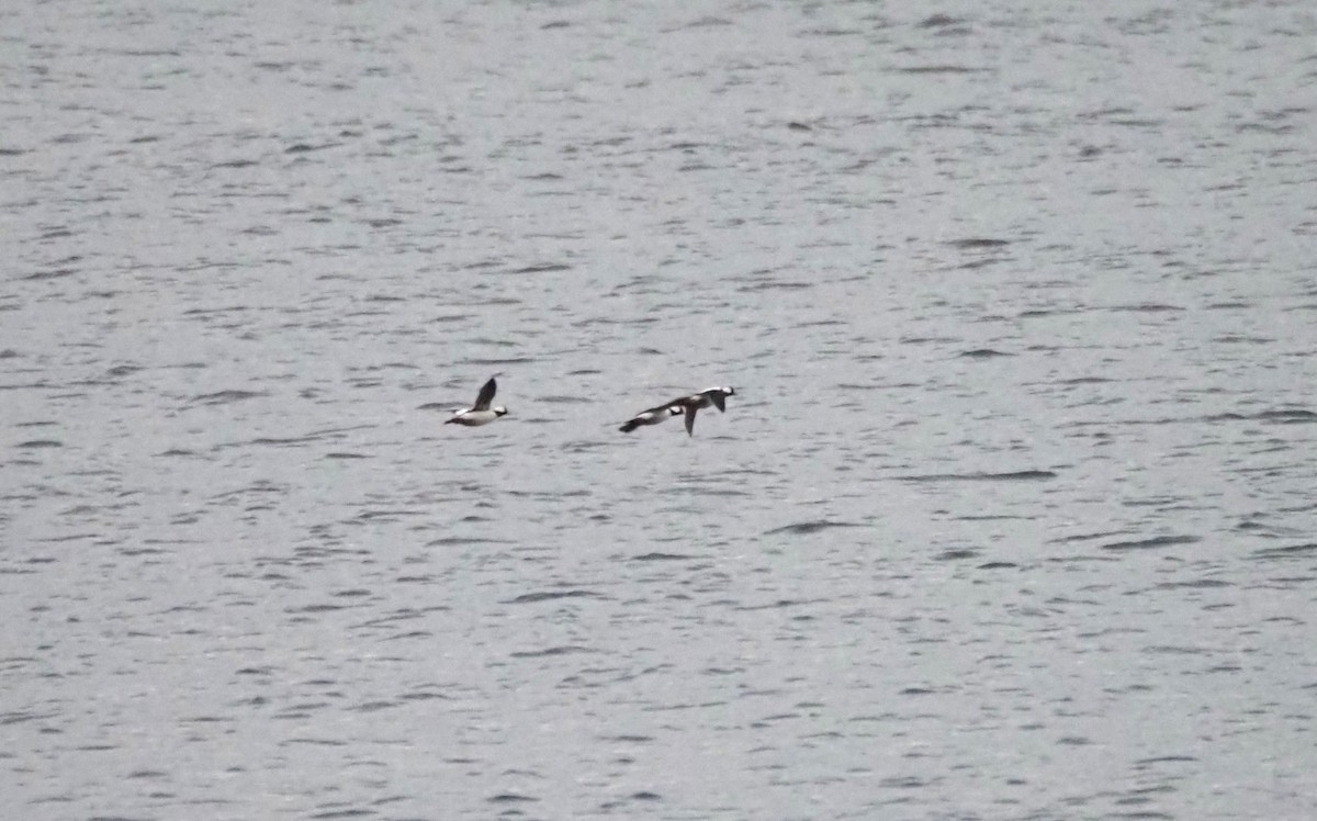 Bufflehead - ML646301840