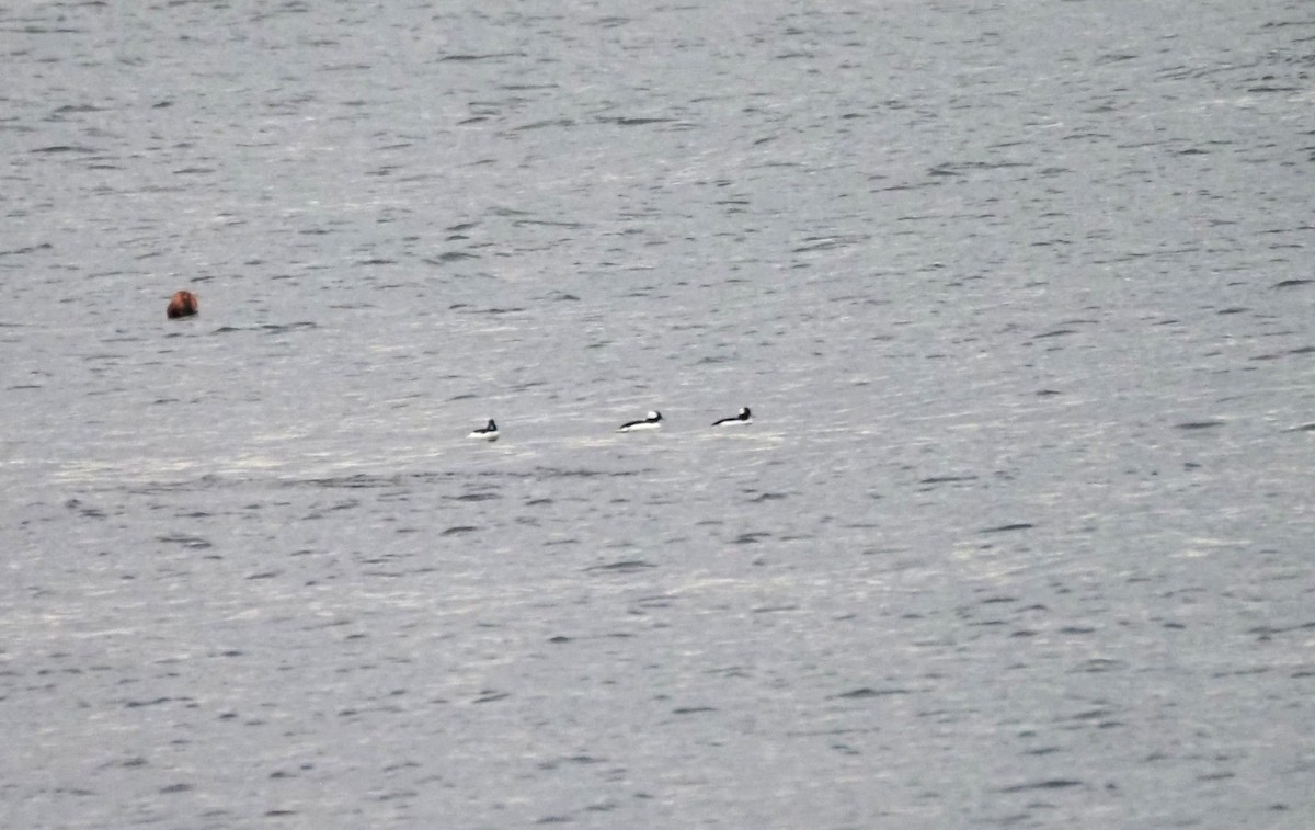 Bufflehead - ML646301841