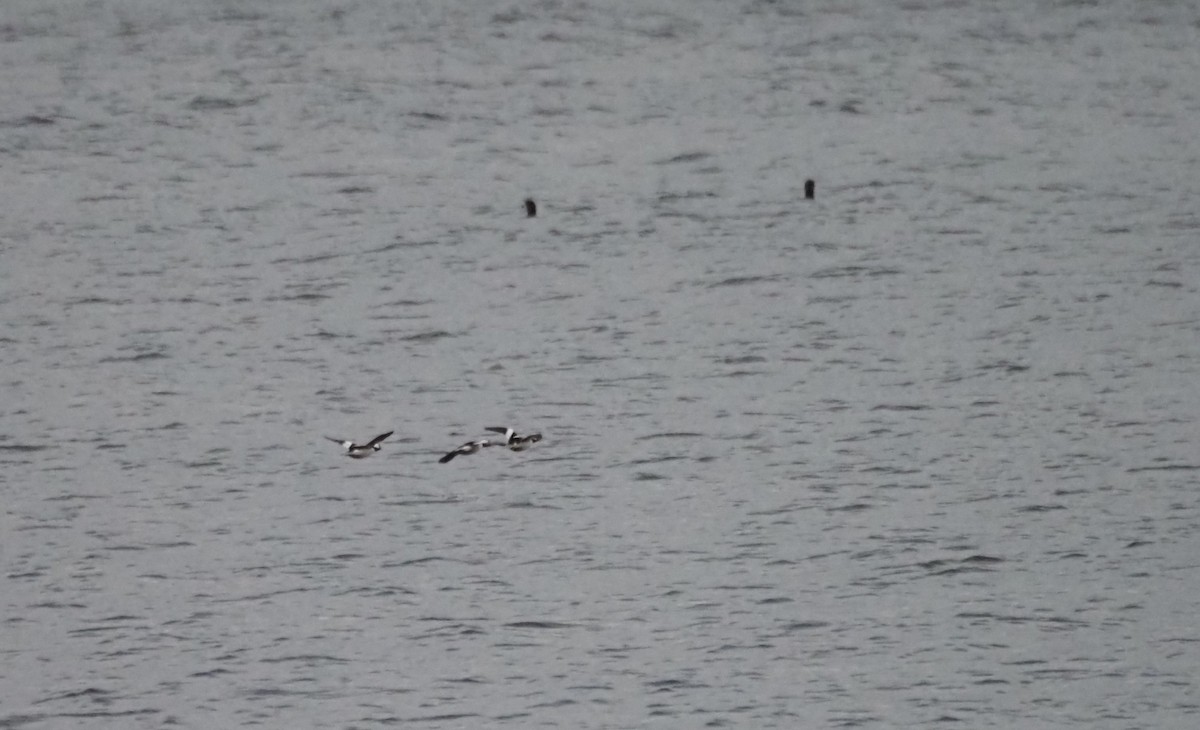 Bufflehead - ML646301842