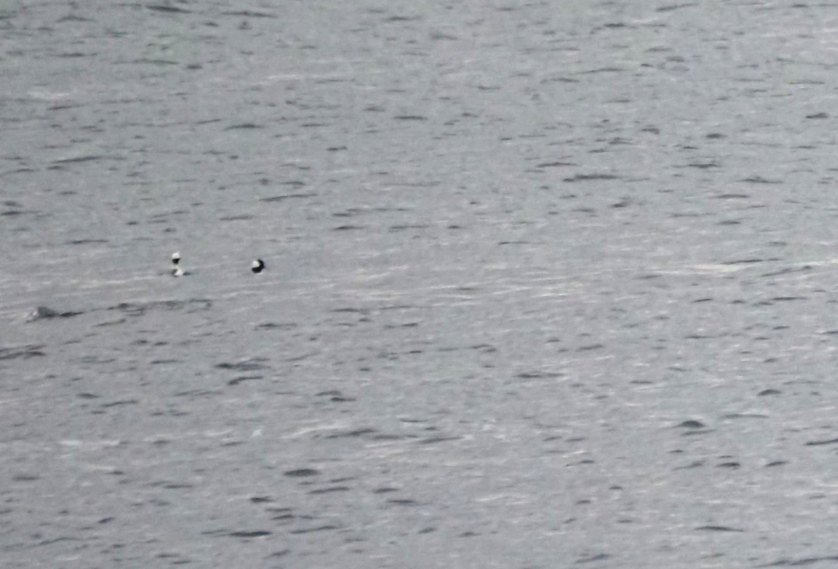 Bufflehead - ML646301843