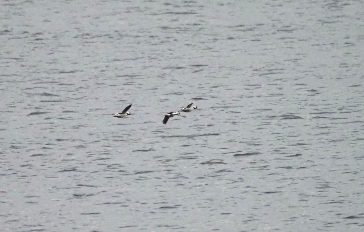 Bufflehead - ML646301844