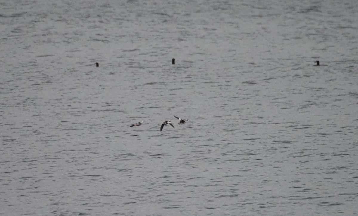 Bufflehead - ML646301845