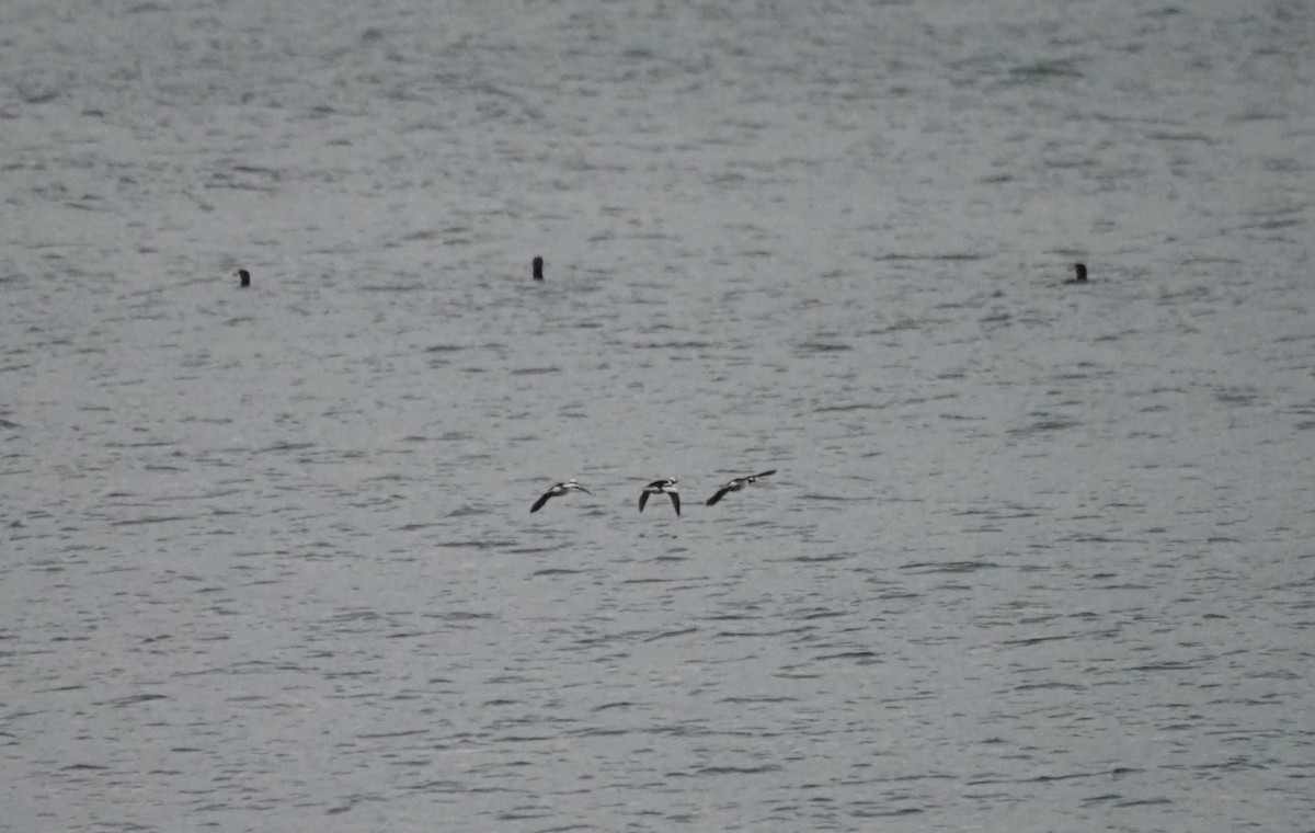 Bufflehead - ML646301846