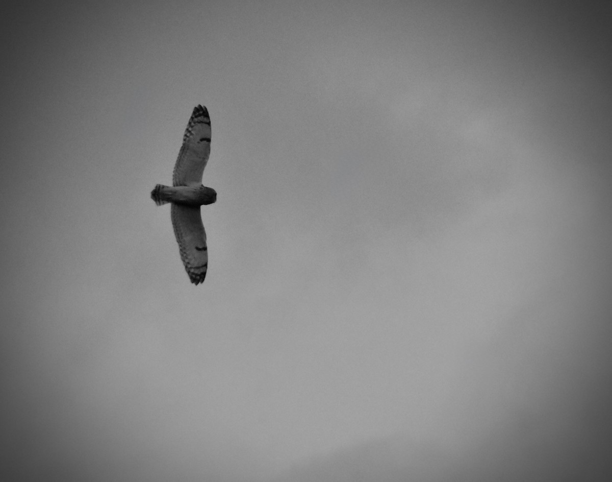 コミミズク（flammeus） - ML646301849