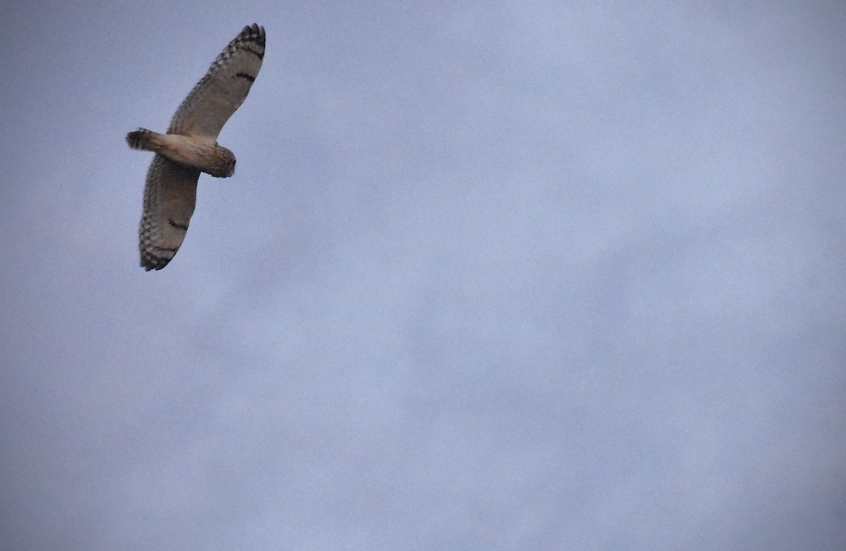 コミミズク（flammeus） - ML646301850