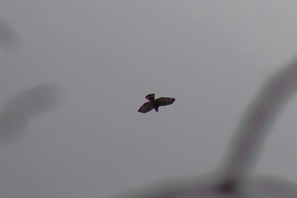 Broad-winged Hawk - ML646301851