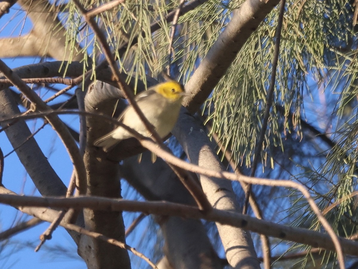 Paruline à tête jaune - ML646301855