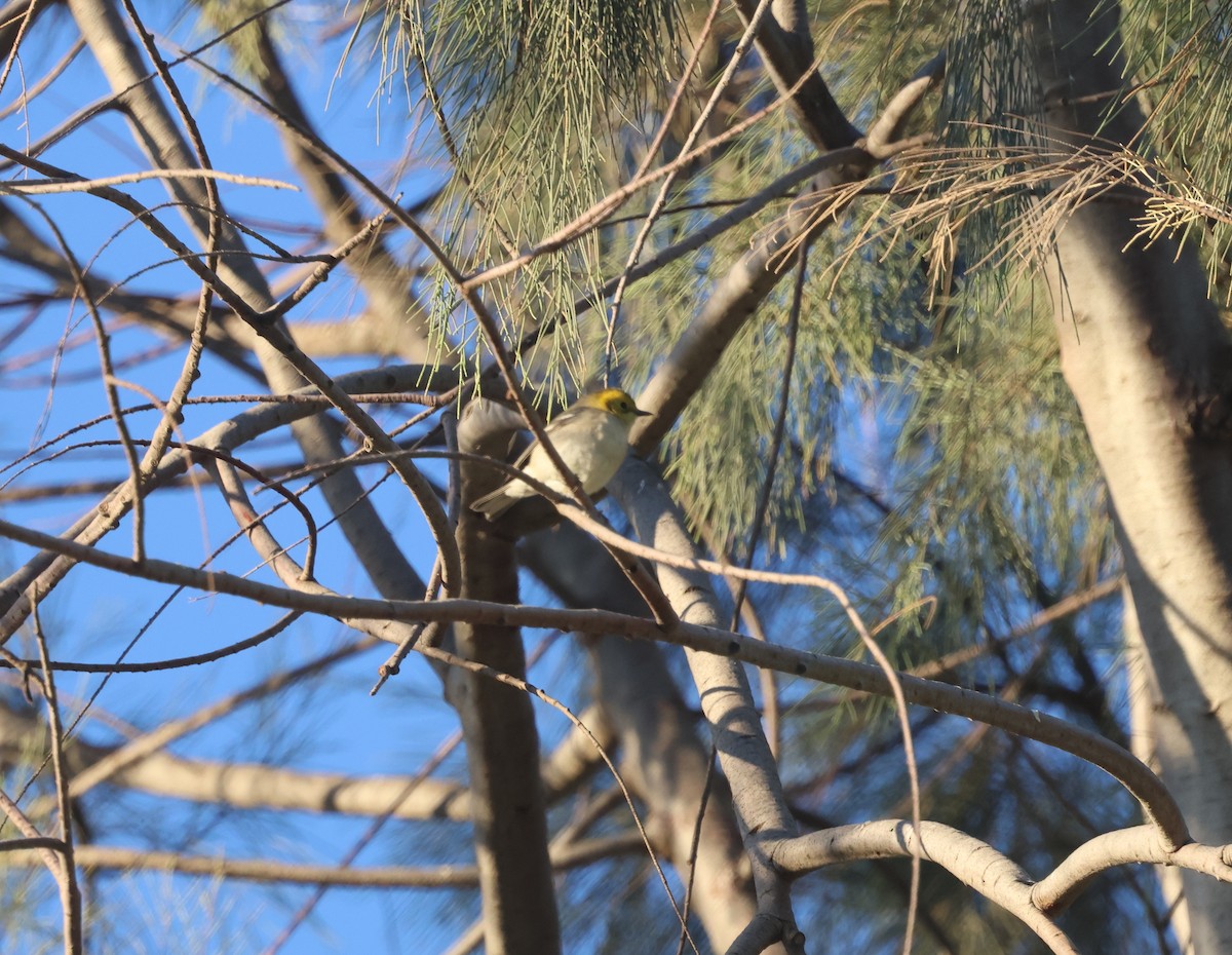 Paruline à tête jaune - ML646301856